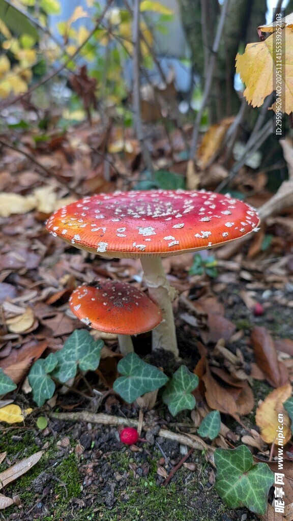 森林中的艳丽毒蘑菇