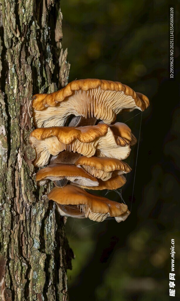 树干上生长的簇状蘑菇