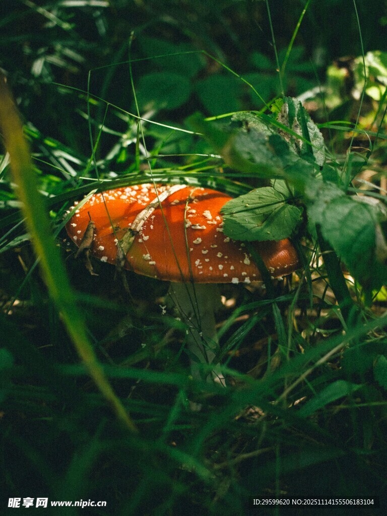 草丛中的橙色蘑菇