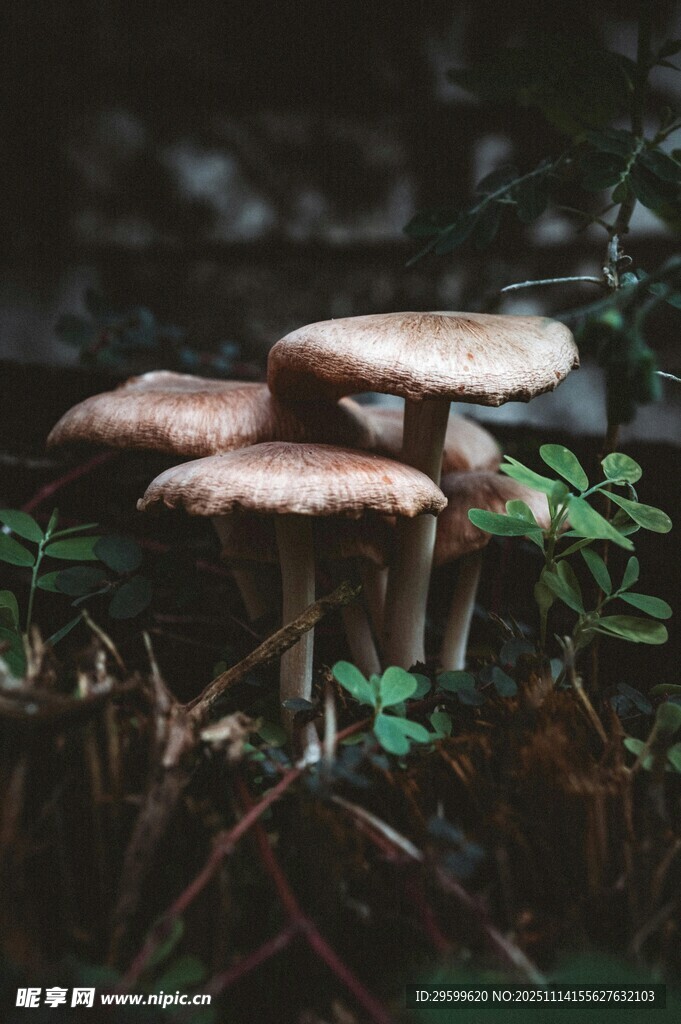 森林中的蘑菇群