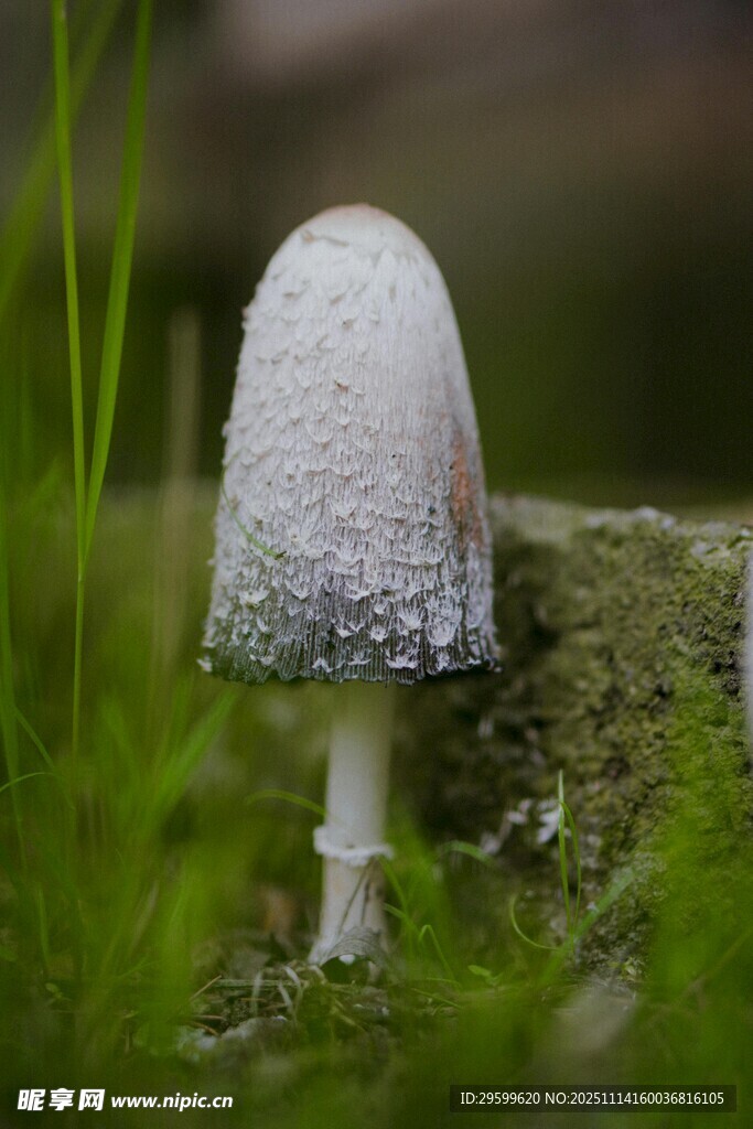 带水珠的白色小蘑菇