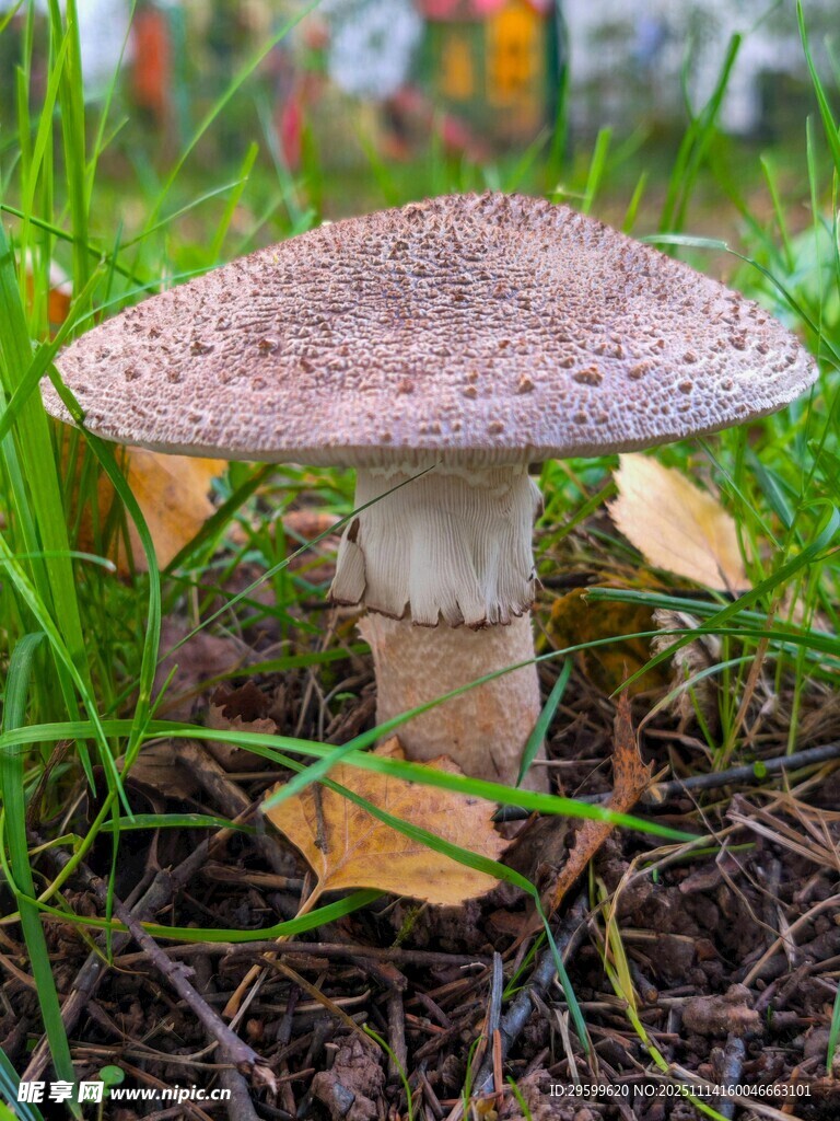 草丛中的棕色蘑菇