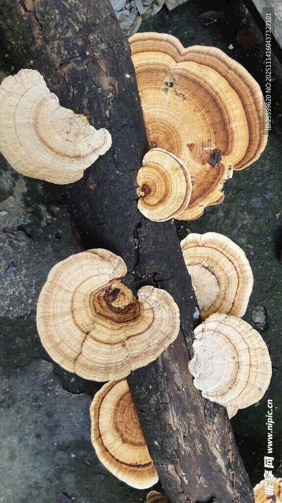 树干上的多彩蘑菇群