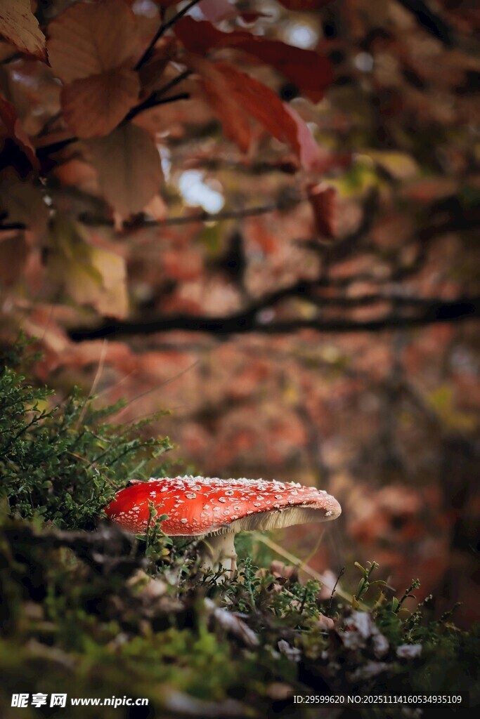 林间红蘑菇与秋日落叶