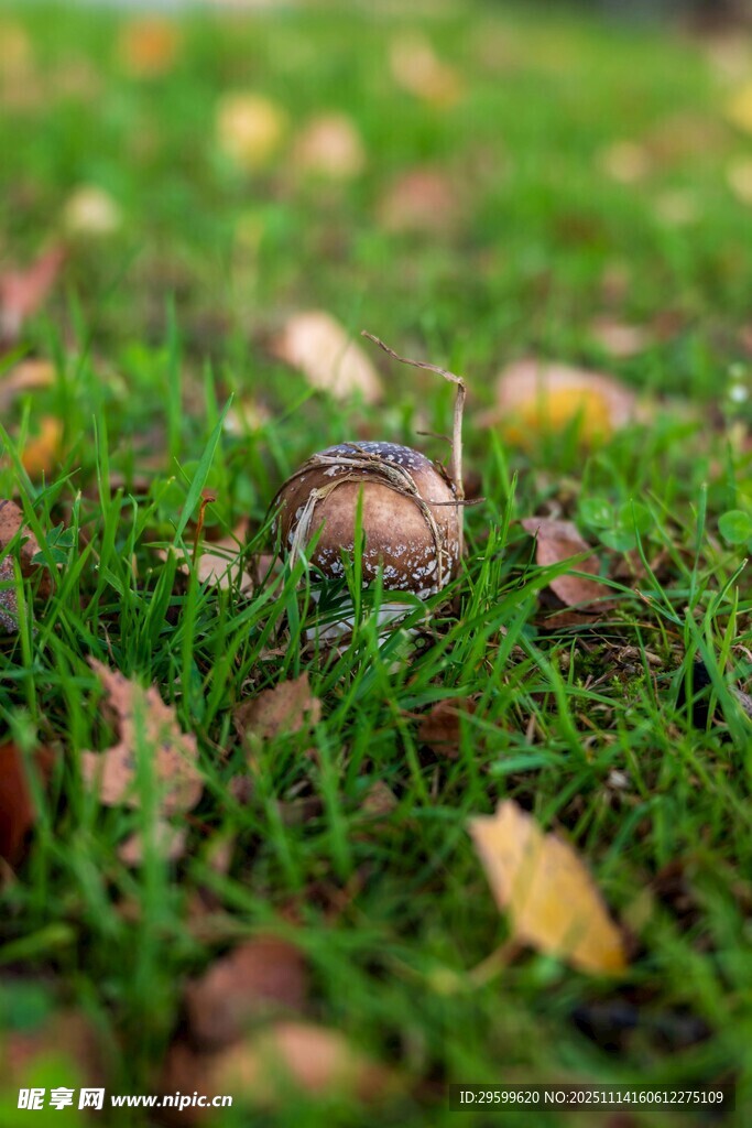 草地上的蘑菇与落叶