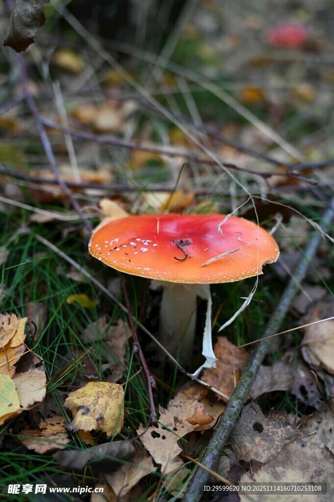森林中的艳丽红蘑菇