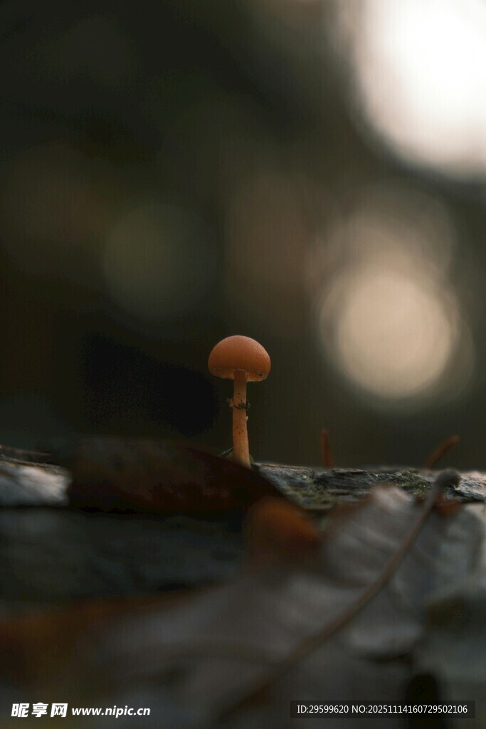 微小蘑菇生长于枯叶间