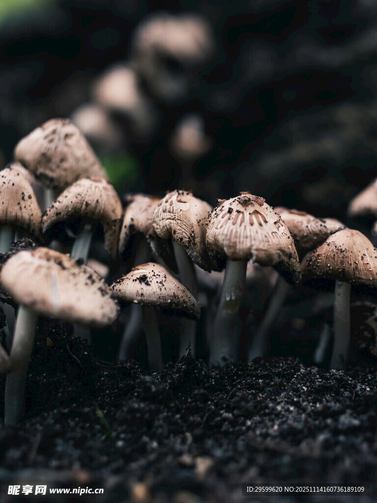 野外生长的簇状小蘑菇