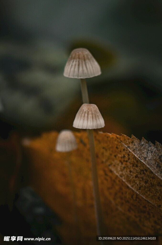 两朵小蘑菇立于枯叶上