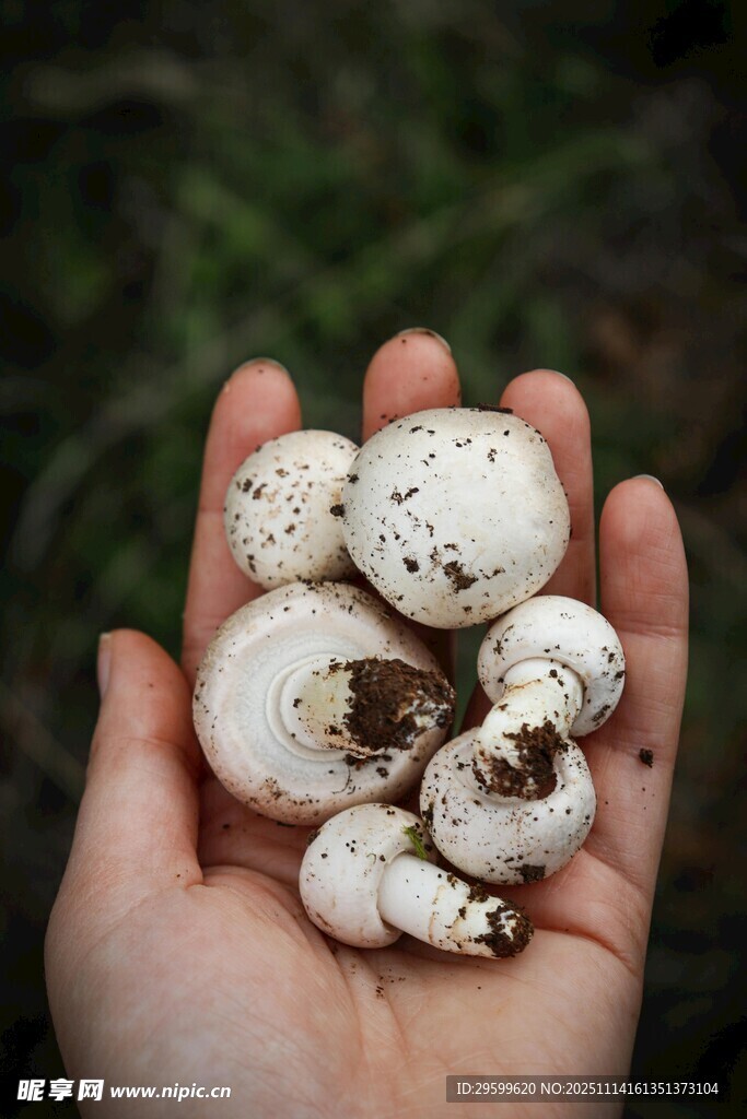手中的白色斑点蘑菇