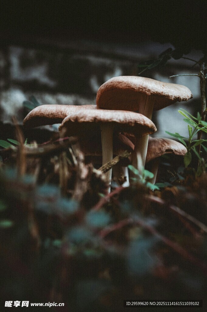 森林中的蘑菇特写