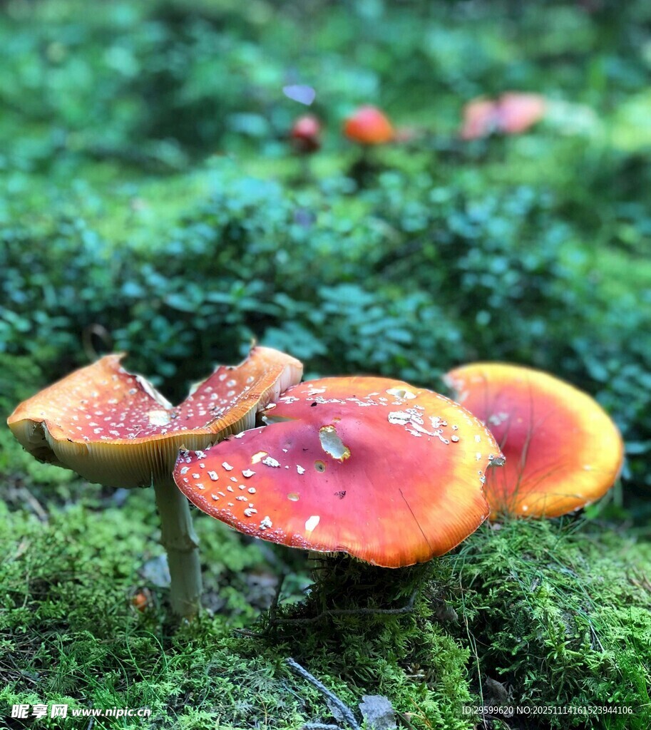 森林中色彩鲜艳的蘑菇