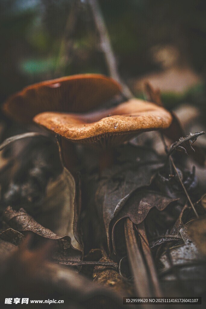 复古摩托车上的棕色帽子