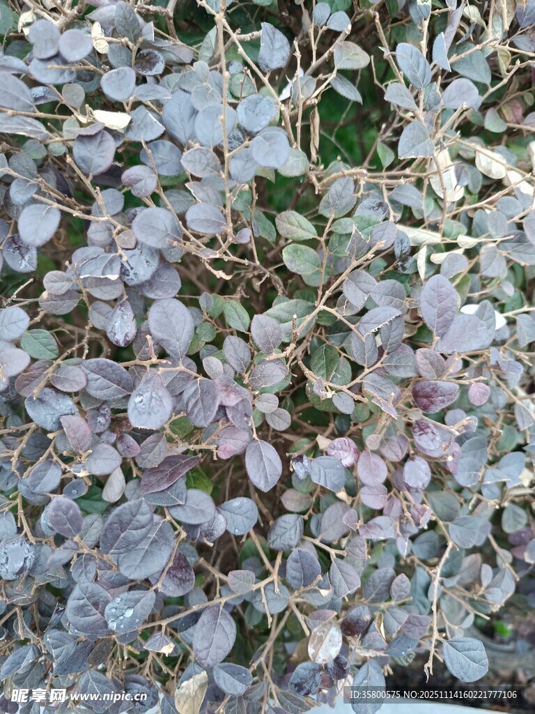 淡紫色繁花绽放枝头