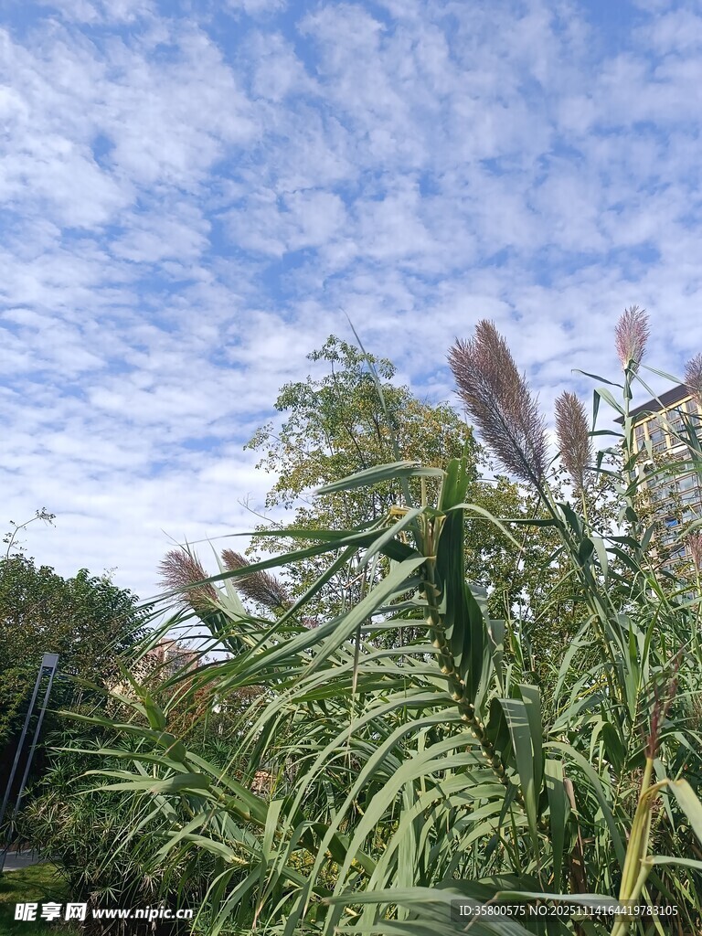 蓝天白云下的茂密蒲苇