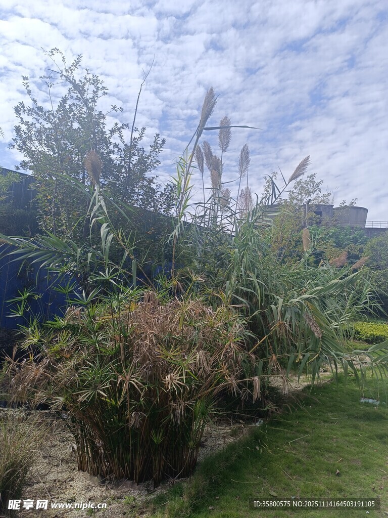 户外花园绿植景观