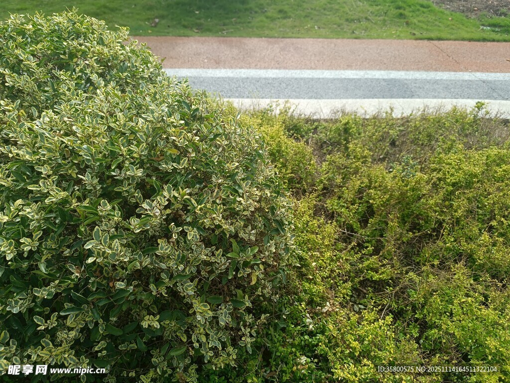 繁茂绿植旁的开阔道路