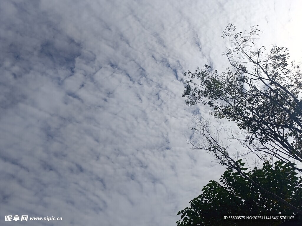 天空中树枝与云朵景象