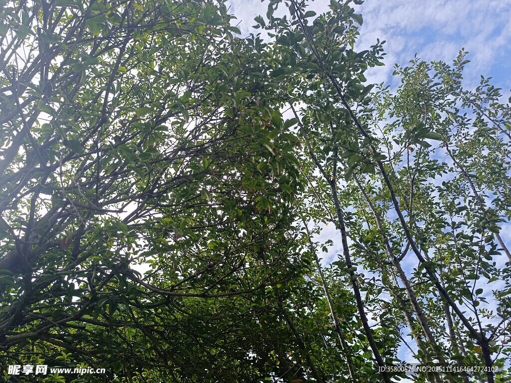 阳光洒落的茂密竹林