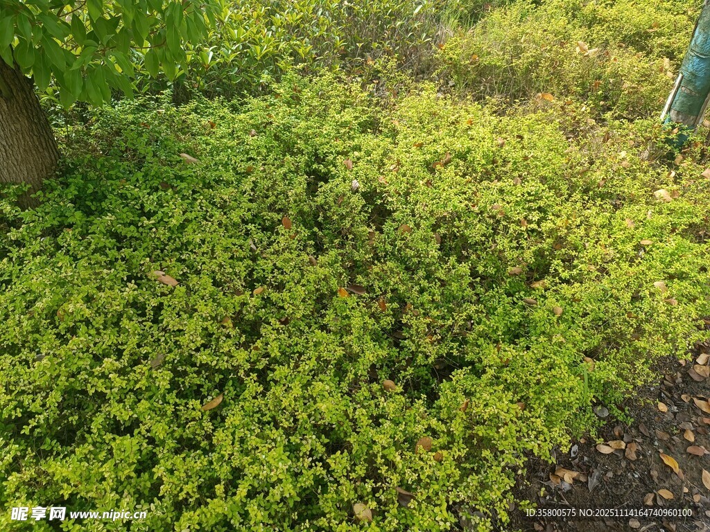 绿意盎然的地面植物景观
