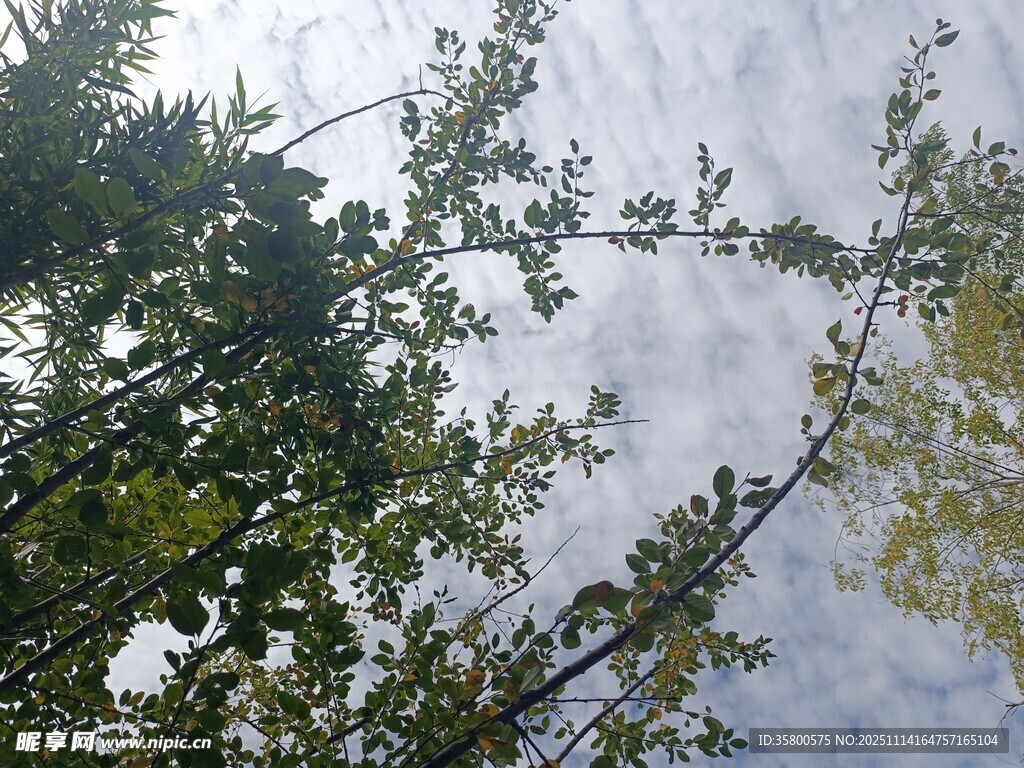 仰视视角下的繁茂绿树