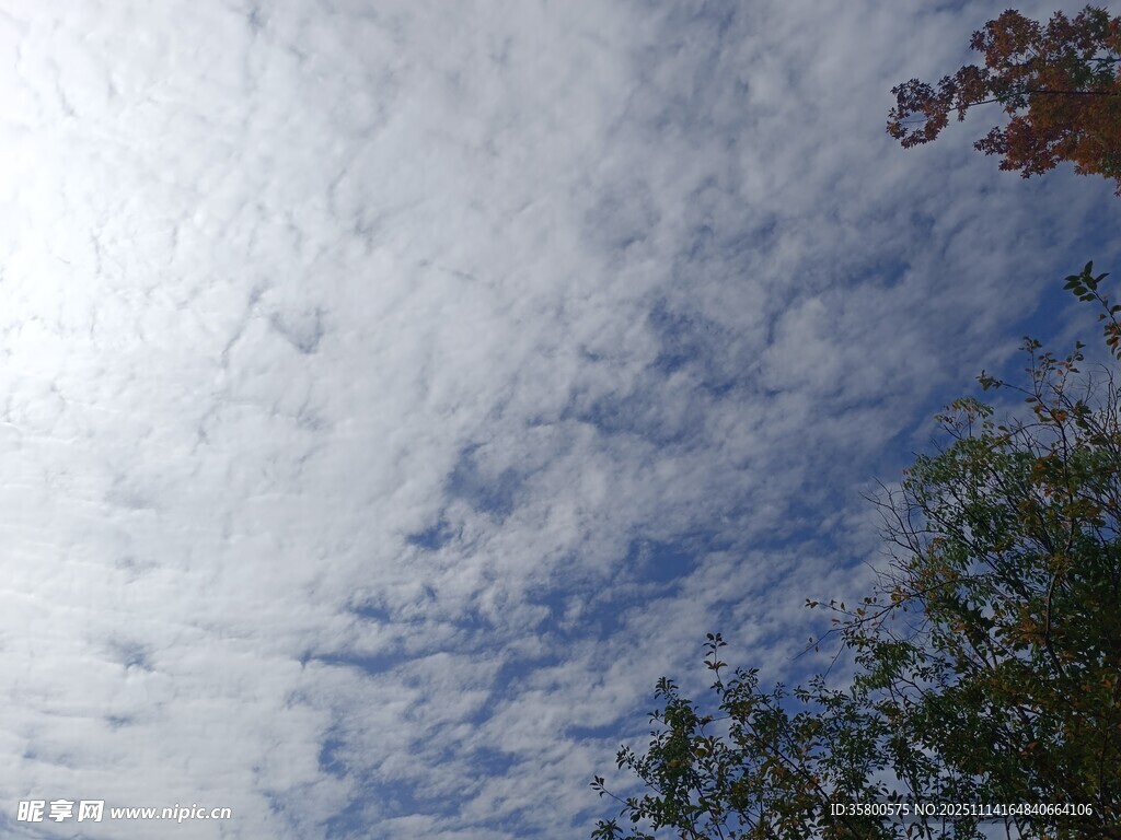 蓝天白云下的树梢美景