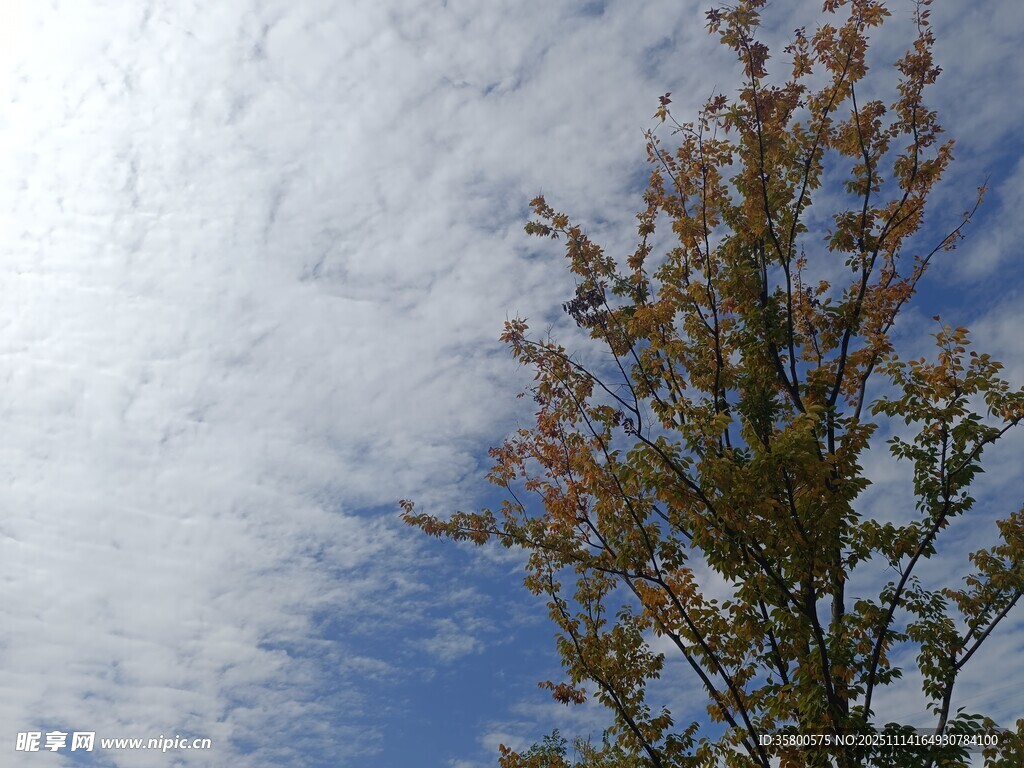 蓝天绿树间的秋日景致