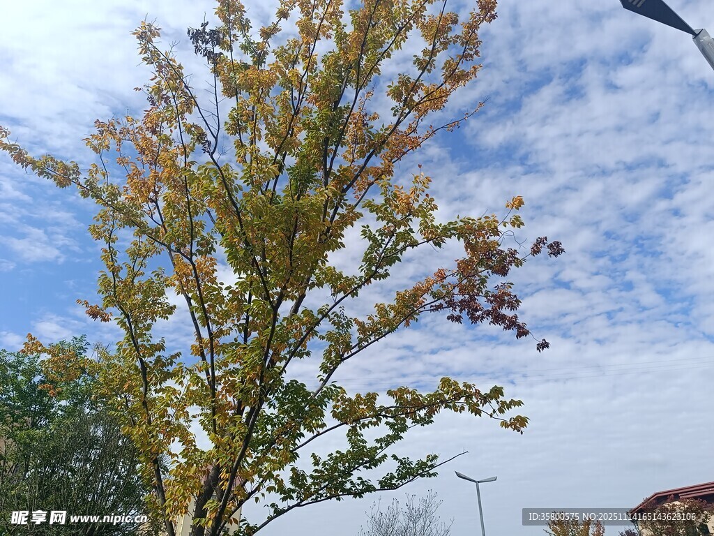 秋日蓝天旁的多彩树木