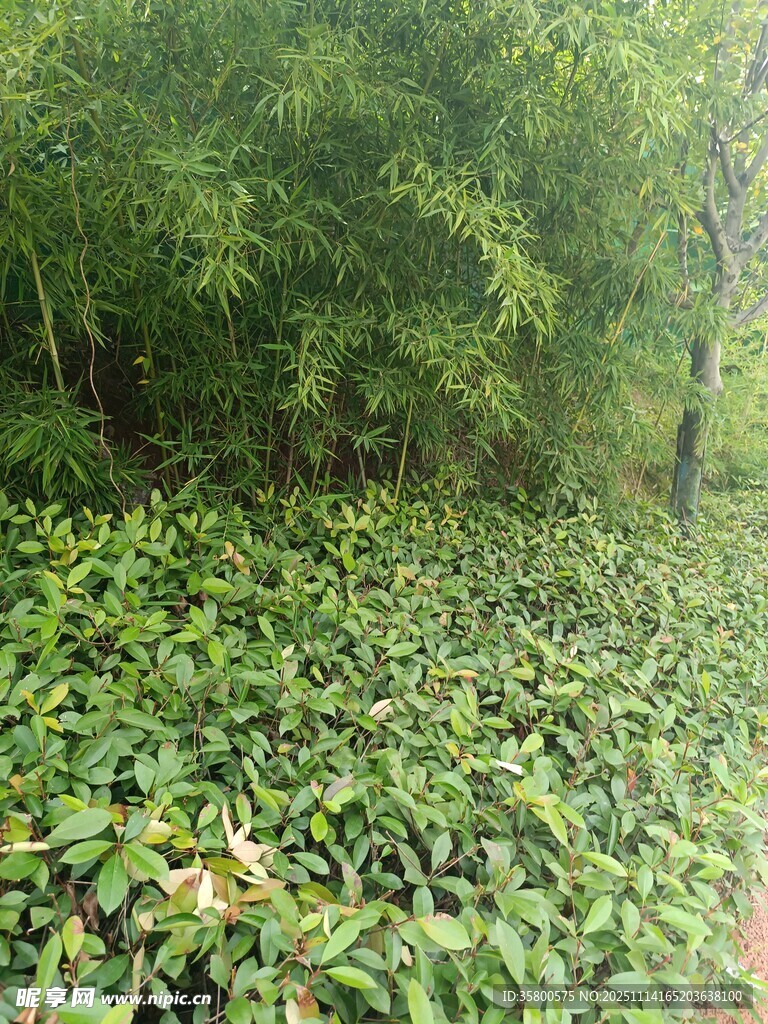 茂密绿植景观