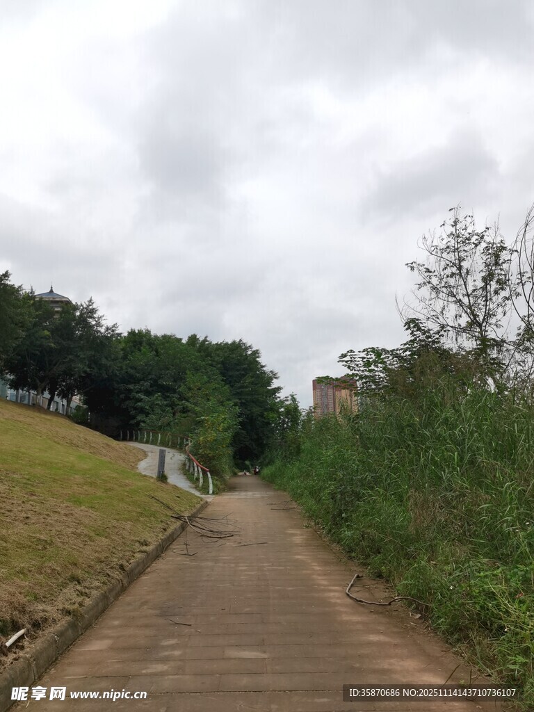 乡间小径绿树相伴