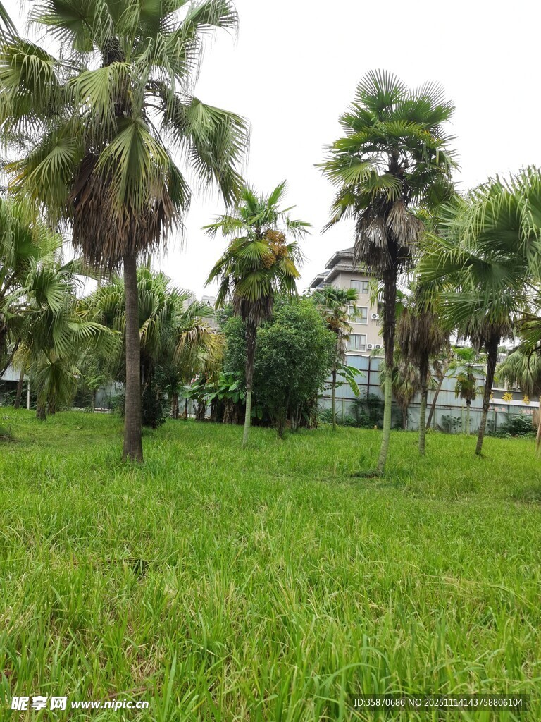 绿草如茵间的挺拔棕榈树