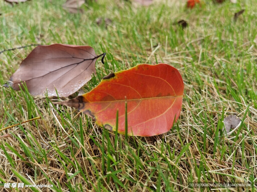 草地上的两片秋叶