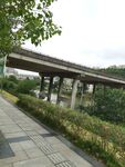 城市中绿植旁的高架路桥