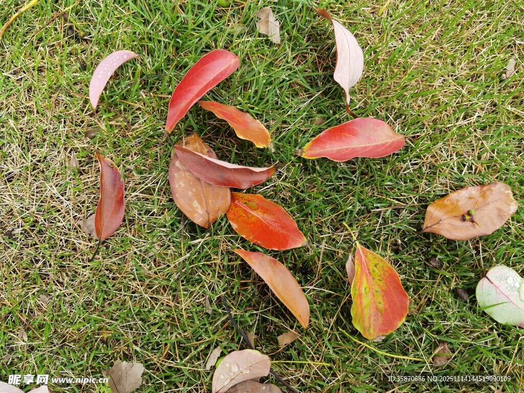 草地上的多彩落叶