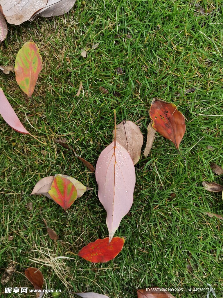 草地上的多彩落叶