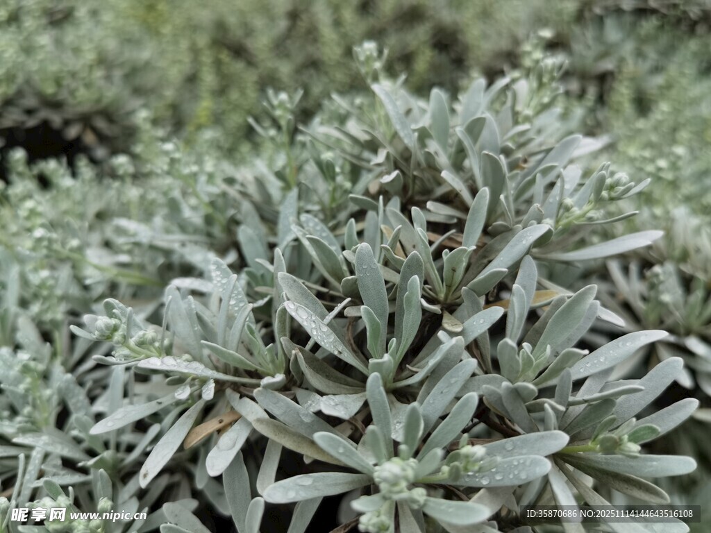 银叶植物特写