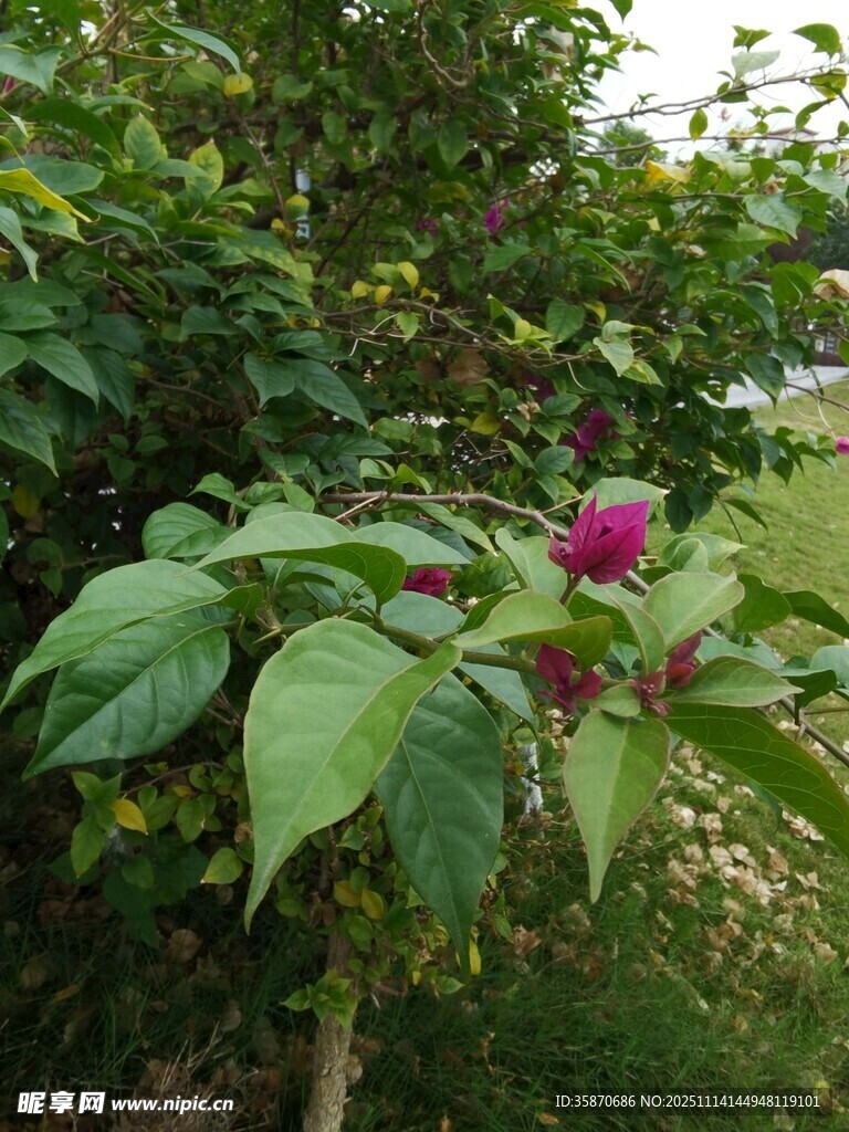 绿叶间的艳丽紫花