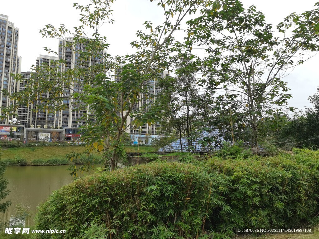 城市河畔绿树景观