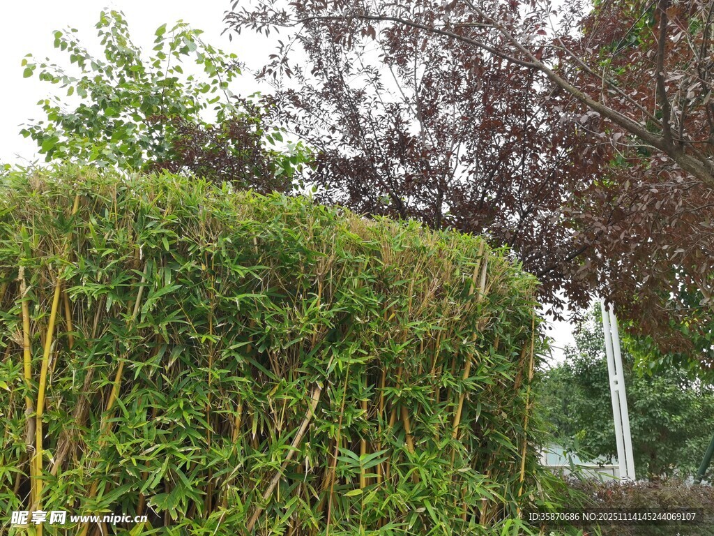 绿意盎然的户外绿植景观