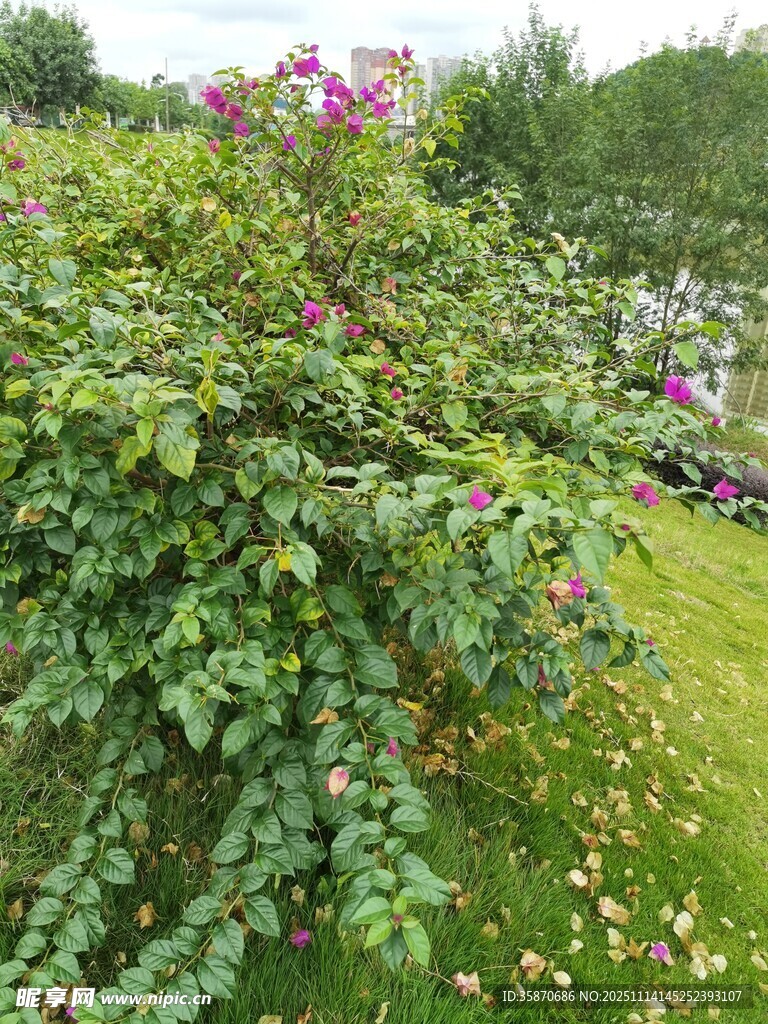 繁花盛开的绿植景观