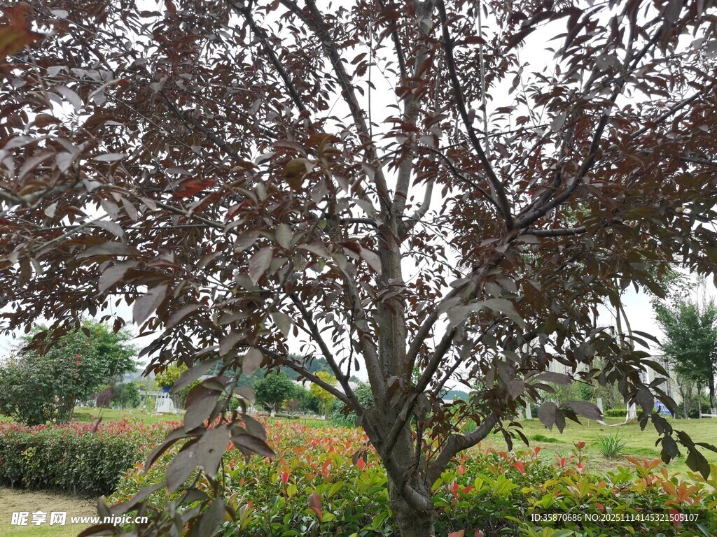 紫叶树的自然景致