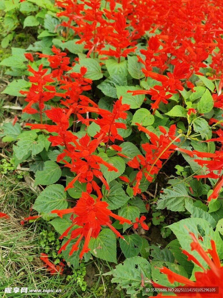 一串红绽放的艳丽景致