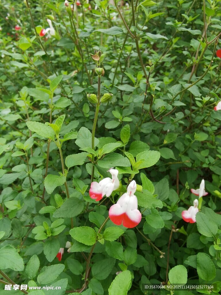 绿叶丛中娇艳的红白花朵