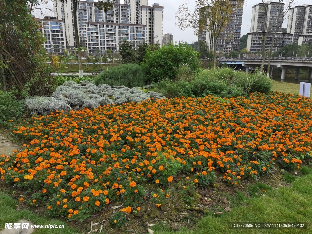 城市中绚烂绽放的橙色花海