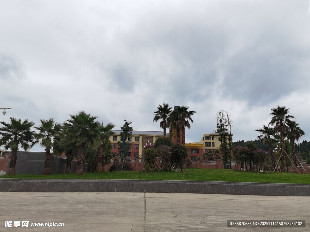 户外空旷处的棕榈树景观