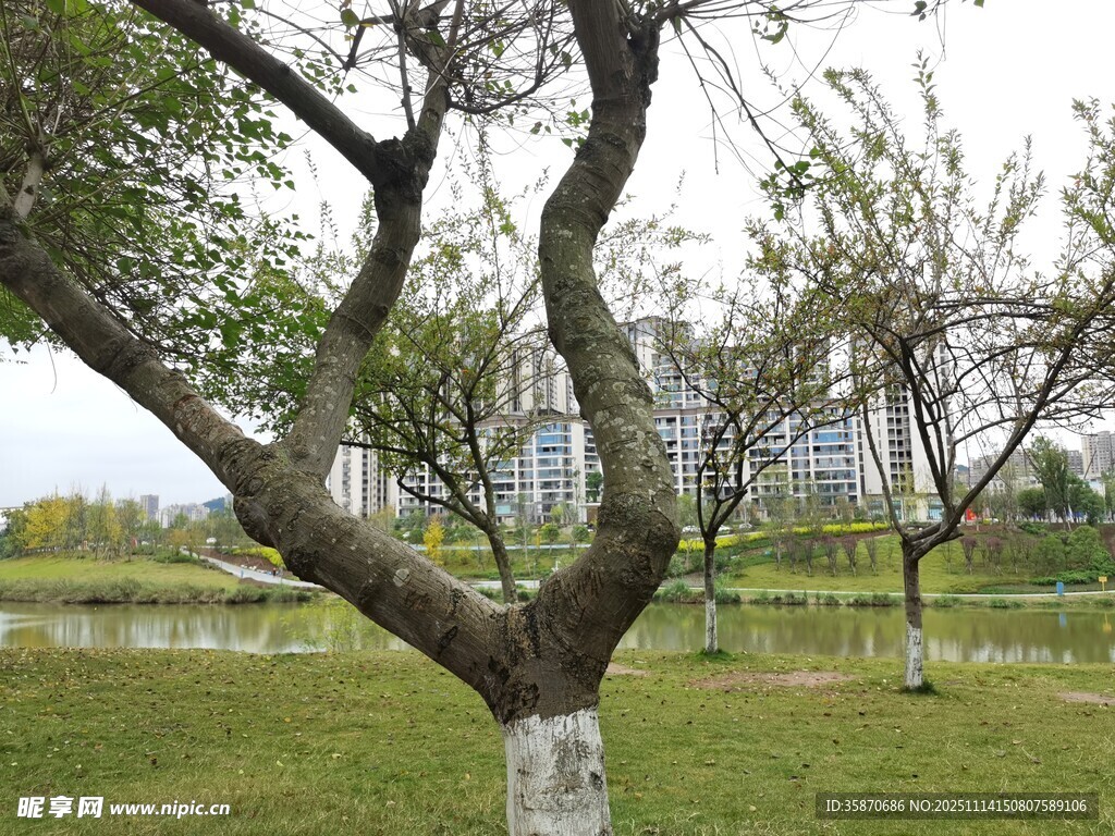 公园湖畔树木景致