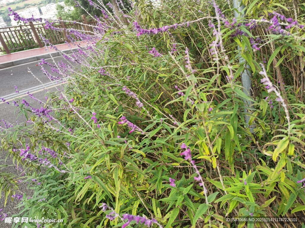 紫色花卉绿植景观