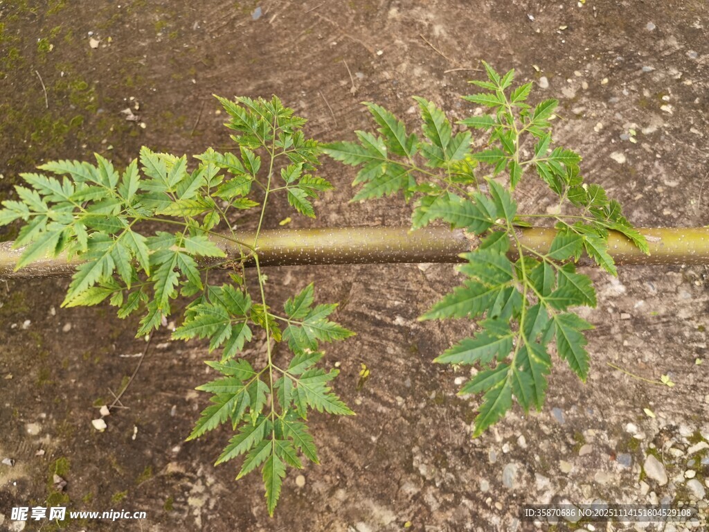 嫩绿植物枝条特写