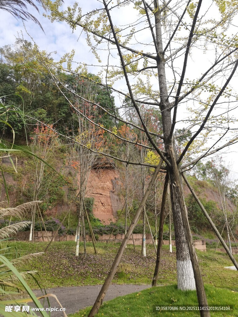 园林中支撑的树木景观