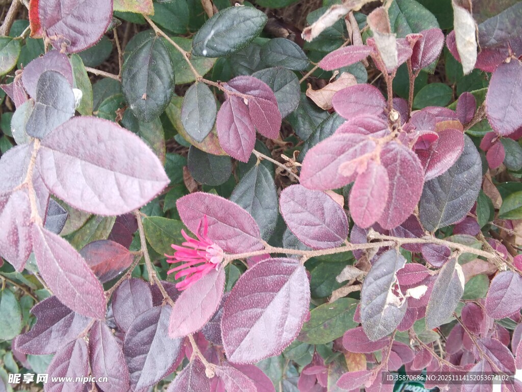 粉紫叶片植物特写